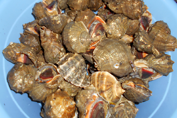 原料のアカニシ貝からパープル腺を採取